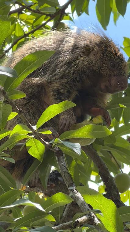 Hotel Fazenda Jecava Teresopolis Luaran gambar